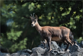 <p>KAMZÍK HORSKÝ (Rupicapra rupicapra) Lužické hory, Studenec ---- /Chamois - Gämse/</p>